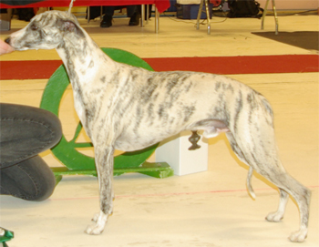 Ägare: Ewa Westerlund, Umeå