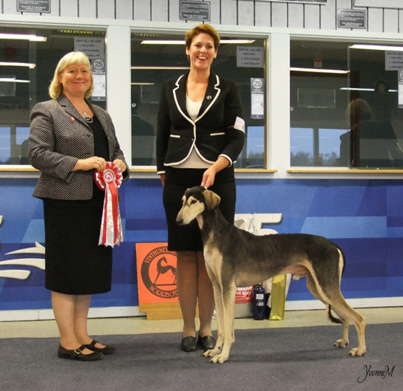 BEST IN SHOW Ch Al Wathba Umm Lajj Ibn Sahib