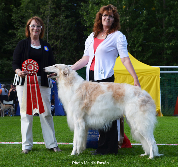 BEST IN SHOW NordV-11 Nord UCh Krilat Charadei