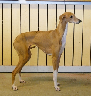 Ägare Thyni Susannah, Töre