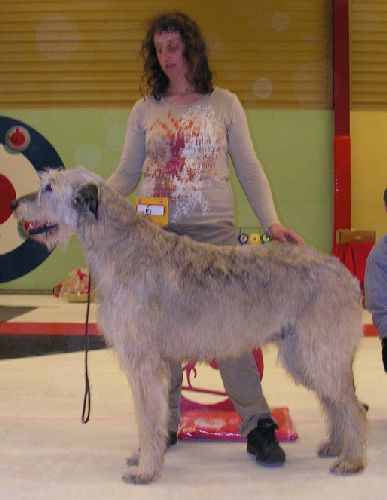 Ägare och uppfödare: Susanne Rönnberg, Ånäset