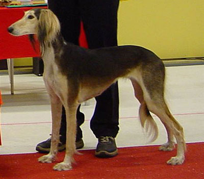 Ägare och uppfödare: E Kallin Forssberg & B Forssberg, Boden