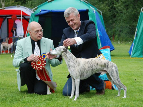 BEST IN SHOW Whippet INT UCH GB CH SE UCH DK UCH FI UCH NO UCH SE V-04,-06 NORD V-03 Adagio Love Supreme