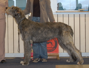 BIS-2 Carel Wolf Romeo