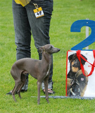 BIS-3 Italiensk vinthund SE UCH Gatecastle's Bentley