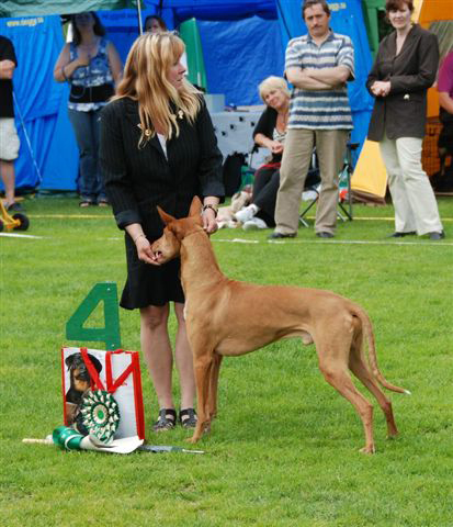 BIS-4 Faraohund MULTI CH Multi-V Antefas Minas Tirith