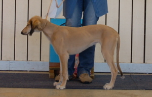 Ägare: Charlotta Baggström, Gällivare