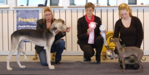 Ägare Ulrika Keinström, 2;a Italiensk Vinthund, Dervisch Fancy Party, ägare Sara Svensson