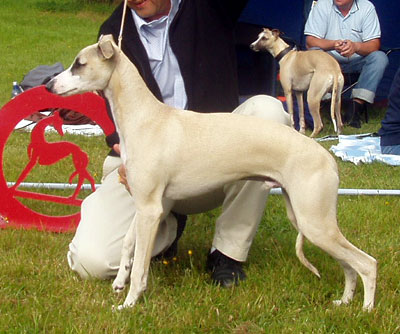 BIS BABYVALP Hjortronblommas Ivanhoe