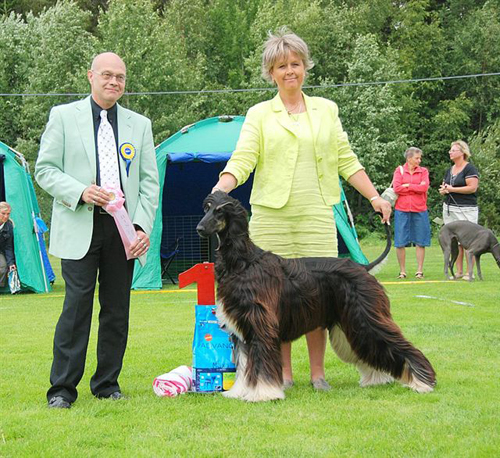 BIS UNGHUND Afghanhund Khaos Binnowee