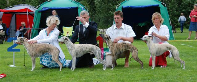 BIS UPPFÖDARGRUPP Whippet Kennel Adagio