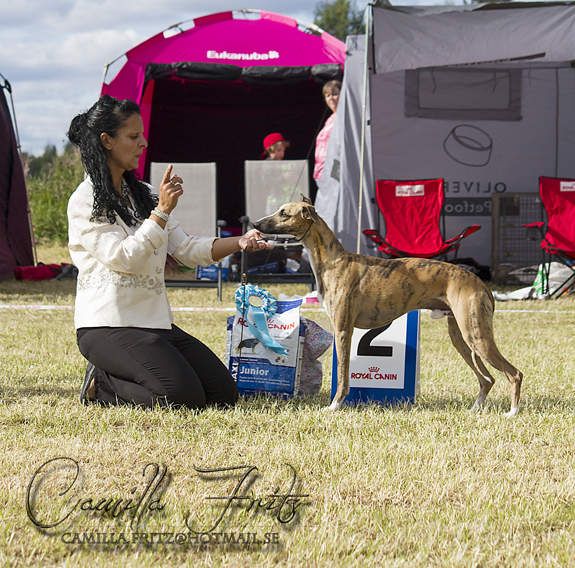 BIS-2 Adagio Olive Drab