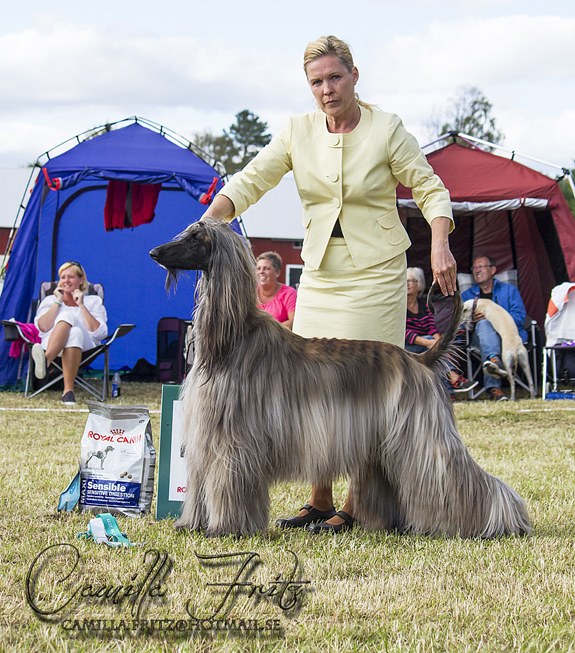 BIS-4 Celestian I want it all