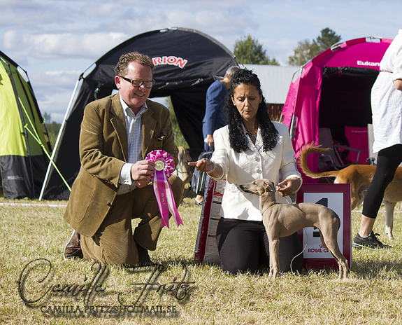 BIS BABYVALP Qvickelyckans Tyr