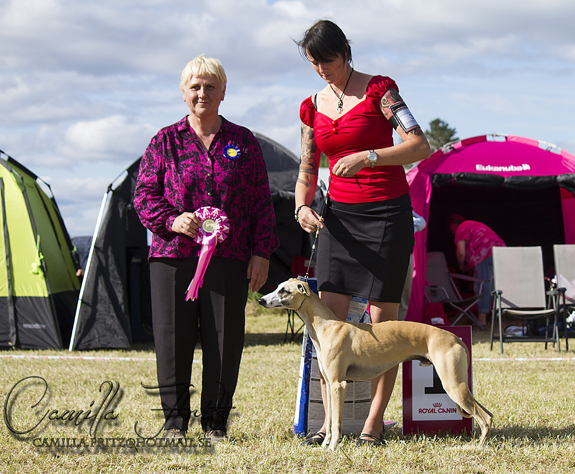 BIS VALP Chase me Calimero