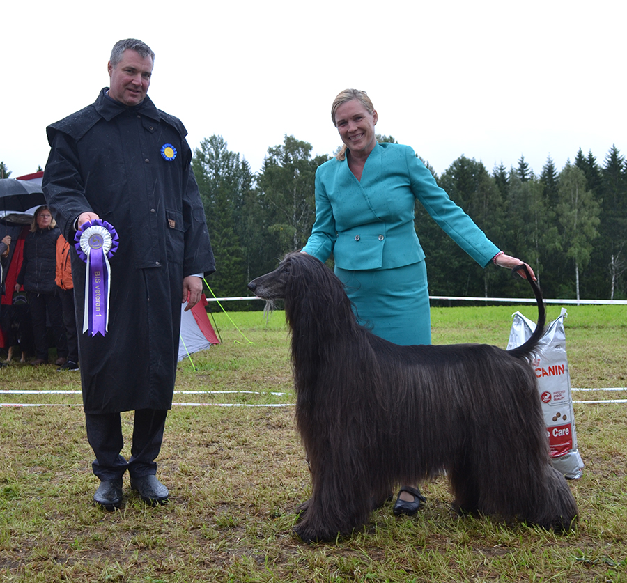 BIS Veteran 1 C.I.B NordCH EECH FICH LVCH NordVV15 RUCH SELCCH Xenos Carrodano 