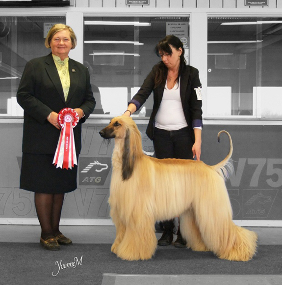 BEST IN SHOW Hienohelman Odysseus