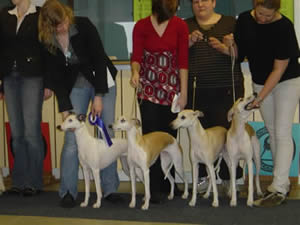 BIS-2 UPPFÖDARGRUPP Kennel Air-Exhibit