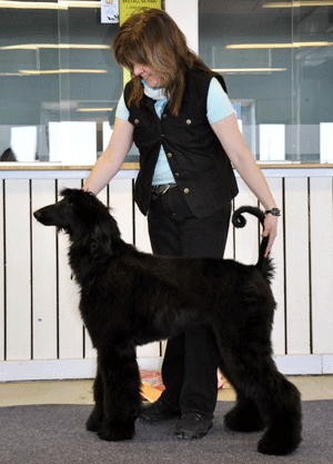BIS-R VALP Kingsleah Black Opal