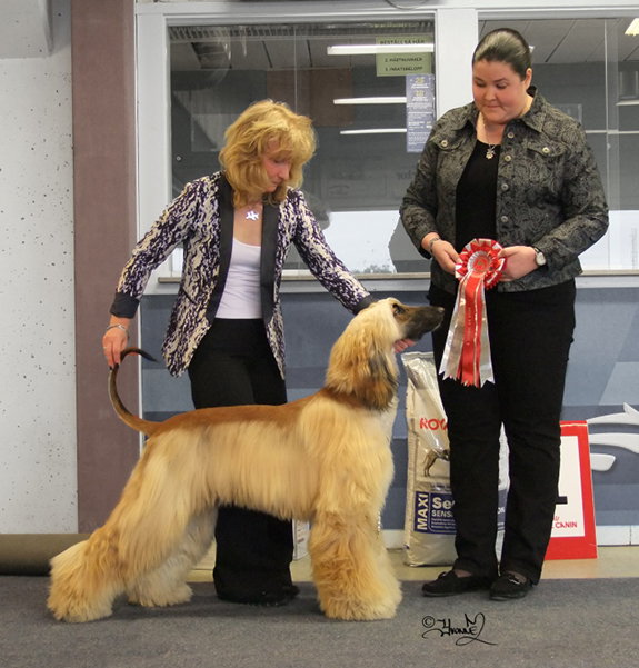 BEST IN SHOW Thuja Dress To Impress