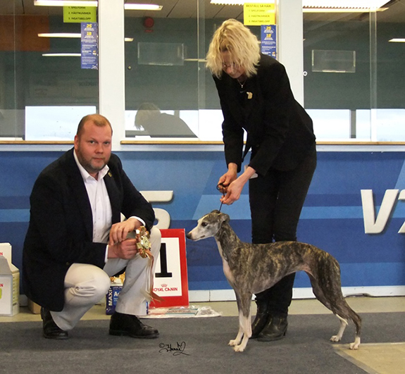 BIS-2 BRUKSHUND Ch.Al Wathba Yemina Sadiqa