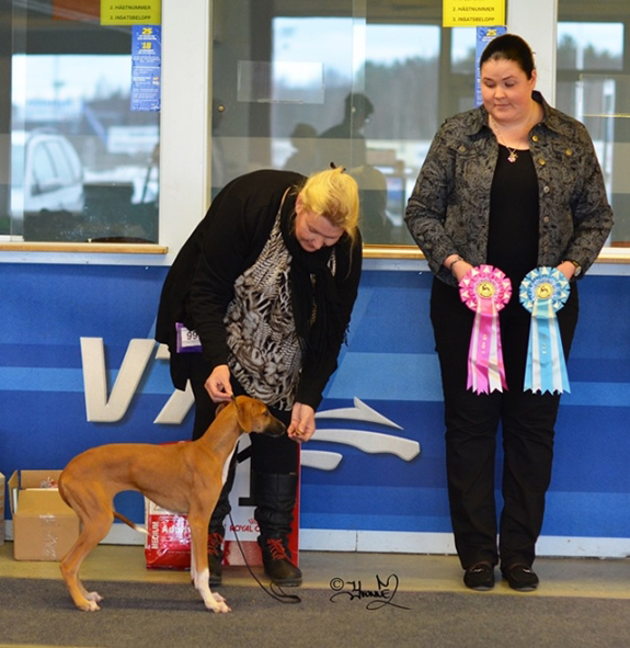 BIS-2 BABYVALP Björkbygdens Dessimellan