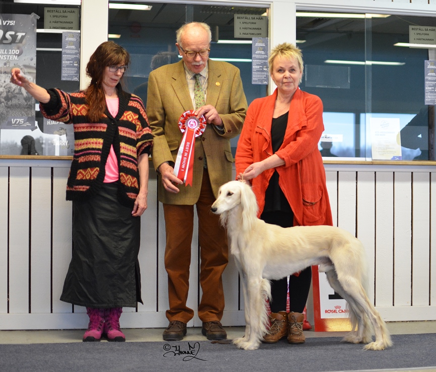 BEST IN SHOW Ch.Khalils Aynur