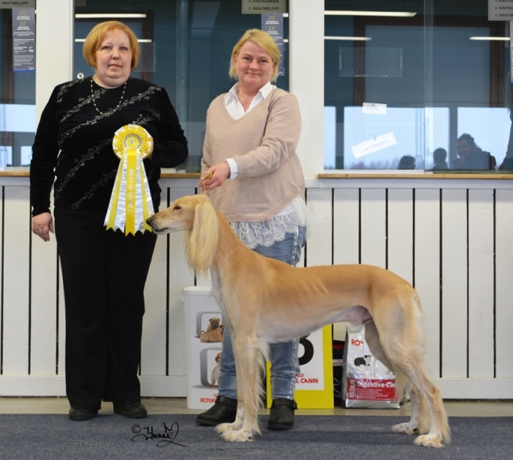 Best in Show 3 Ch.Khalil´s Chafees Chayton Shariar