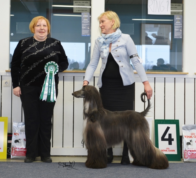 Best In show 4 Gold´n Copper Fourfive Seconds