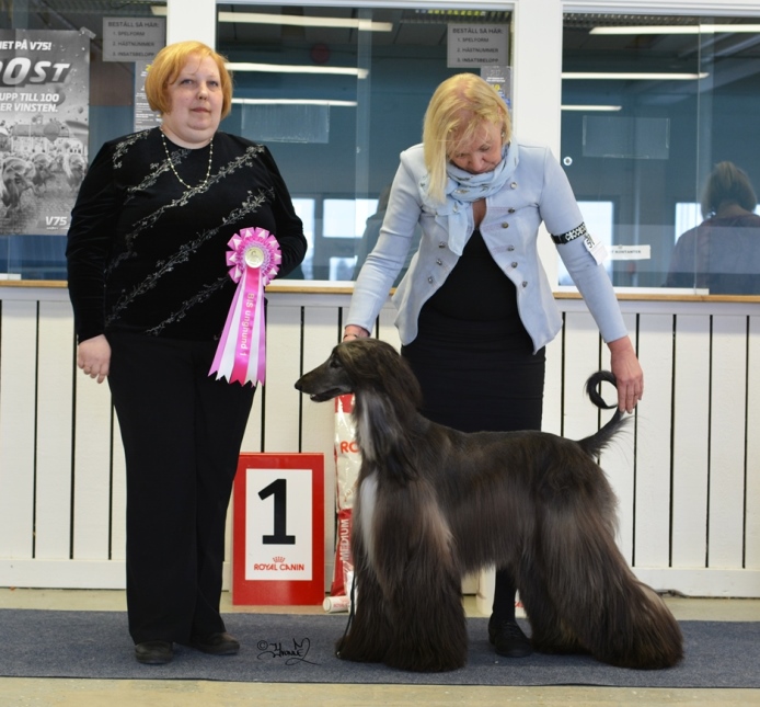 BIS Unghund 1 Gold´n Copper Fourfive Seconds