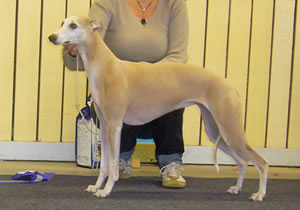 Ägare Jonsson Mikael, Umeå