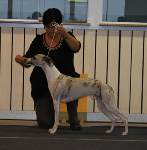 Ägare Söderström Birgitta, Skellefteå