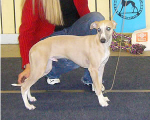 Ägare Johansson Anna, Vännäs