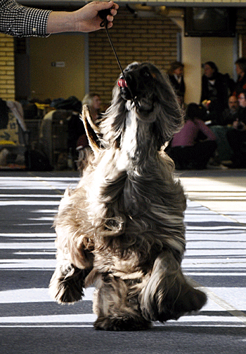 BIS-2 Agha Djari's Wicked Games