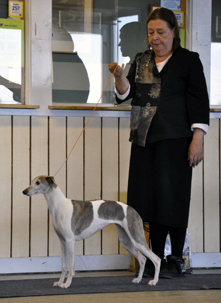 BIS-4 Albicans Lamborghini