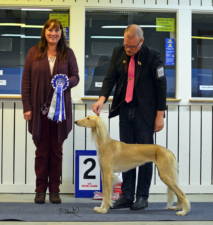 Best in Show 2 Ch.Majo's Golden Sandie