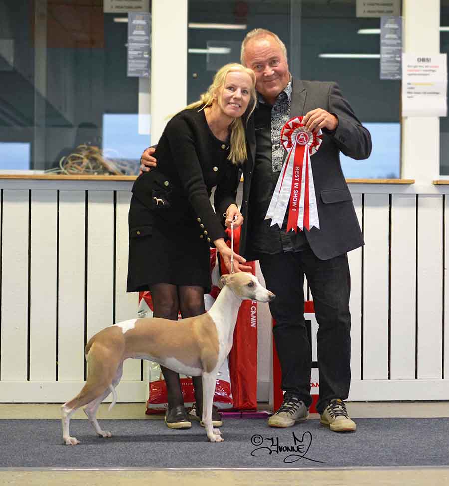 BEST IN SHOW FI JV -18 SE JV-18 Aaniston Arrrrr