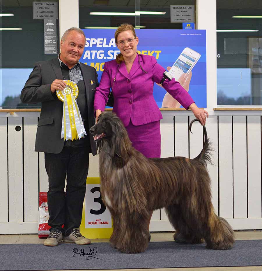 BIS-3 SE JV-19 Xenos Jadesh