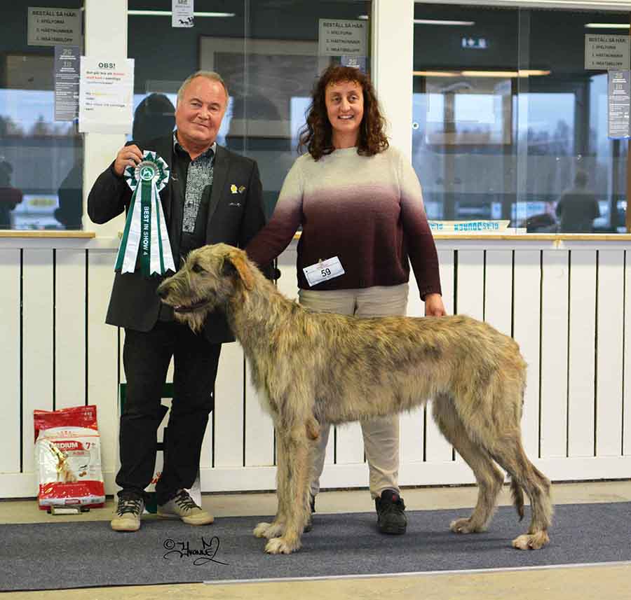 BIS-4 Riverwolf Goldie O’Gilt