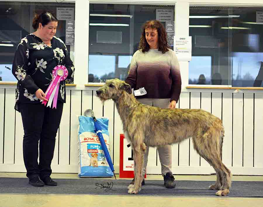 BIS JUNIOR Riverwolf Goldie O’Gilt