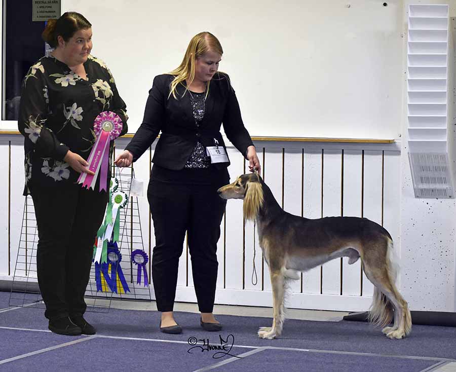 BIS UNGHUND Aziz Sheraz