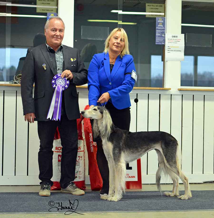 BIS VETERAN C.I.B. C.I.B.P. NORD LCCH NORD UCH Sadaqa Laziza Bint Kifaya