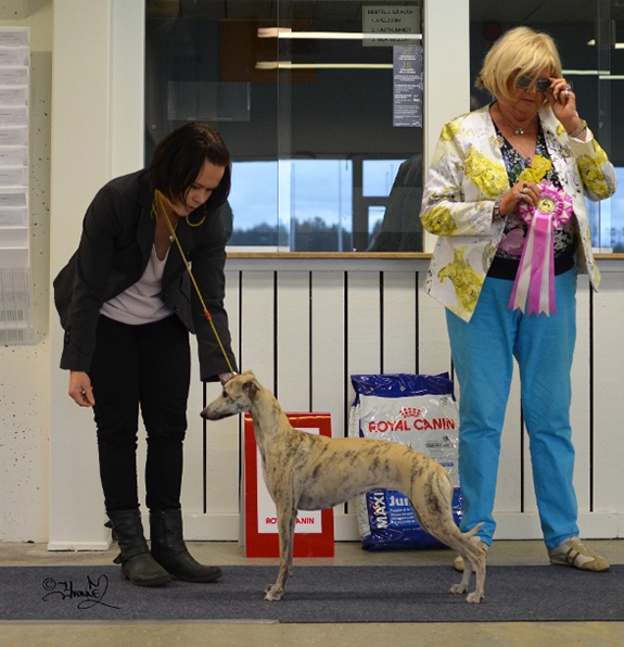 BIS UNGHUND Zaraque Juliet In Temtation