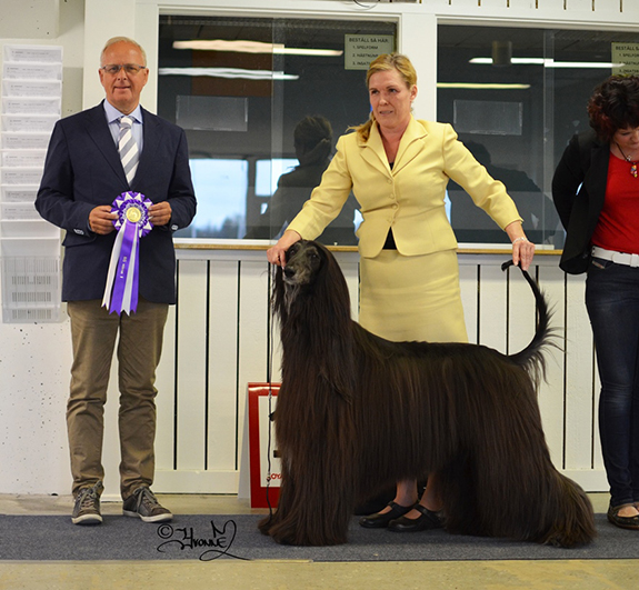 BIS VETERAN Ch.Xenos Carrodano