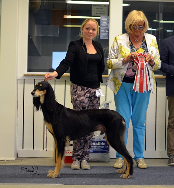 BEST IN SHOW Ch.Badavie Manaquenta