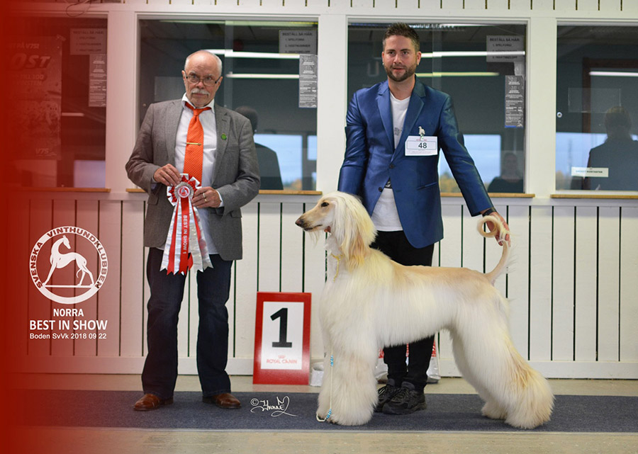 BEST IN SHOW Awbari Wow I'm Like Amazing 