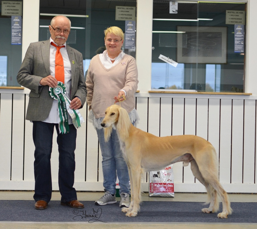 Best In show 4 Ch.Khalil's Chafees Chayton Shariar  