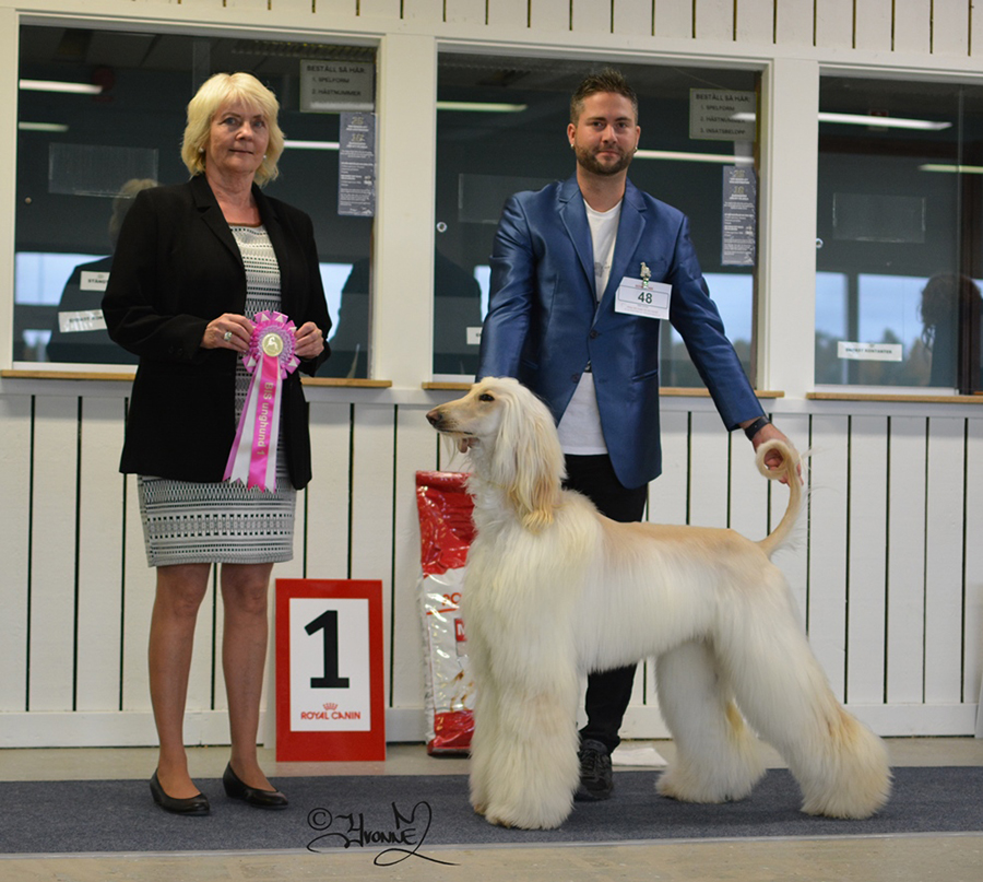 BIS Unghund 2 Air –Exhibit Quality Queenie