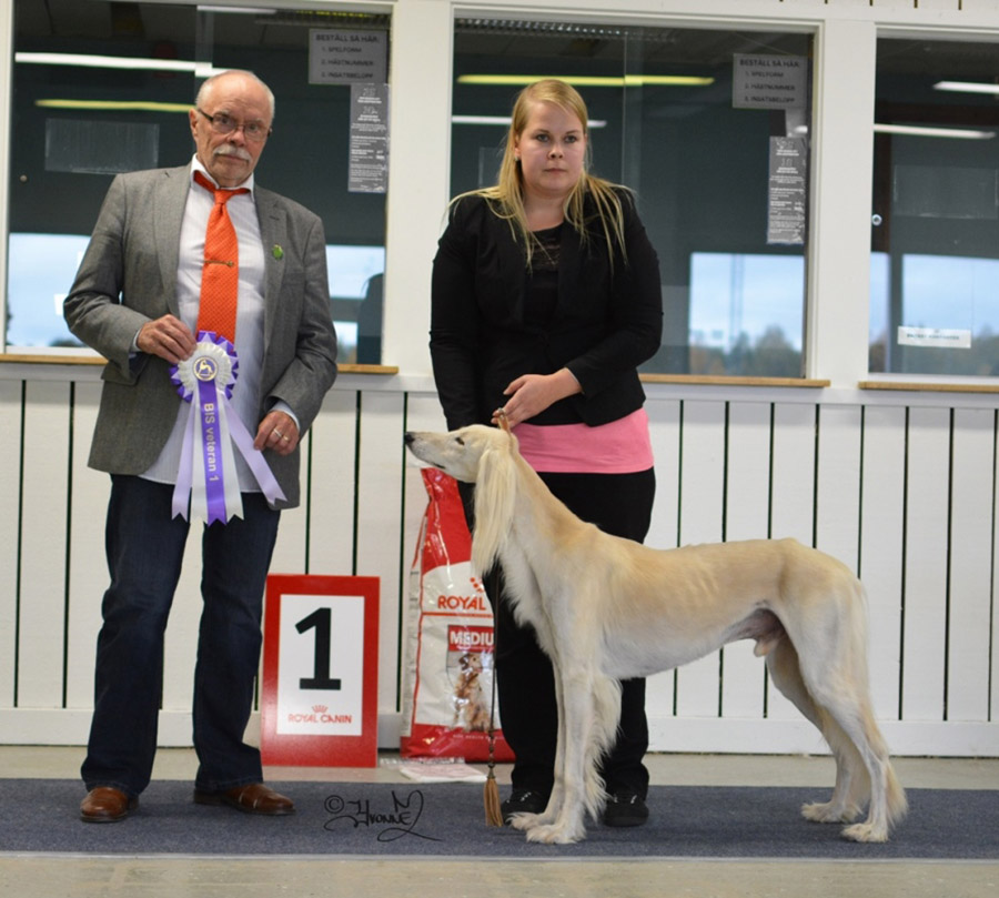 BIS Veteran 2 Ch.Hjortronblomman's Birgit Printz