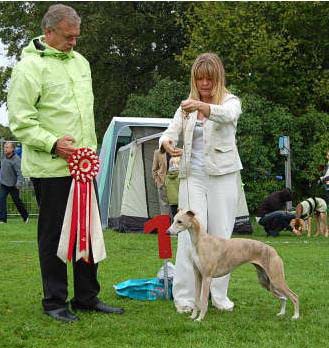 BEST IN SHOW SV-07 S & DkUCh Mac Bells Driving Miss Daisy